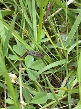 Image of Lined Click Beetle