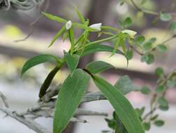 Image of Epidendrum lacertinum Lindl.