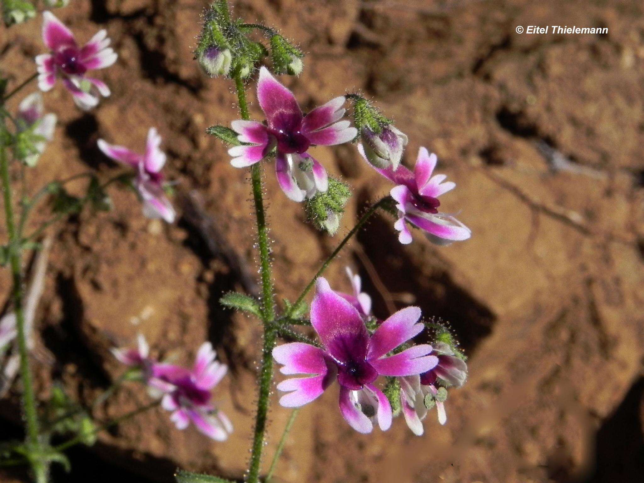 Imagem de Schizanthus parvulus Sudzuki