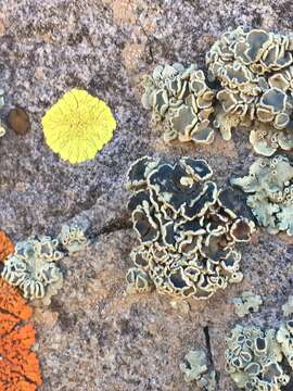 Image of rimmed navel lichen