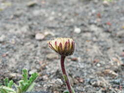 Image of Erigeron cardaminifolius (Kunth) Wedd.