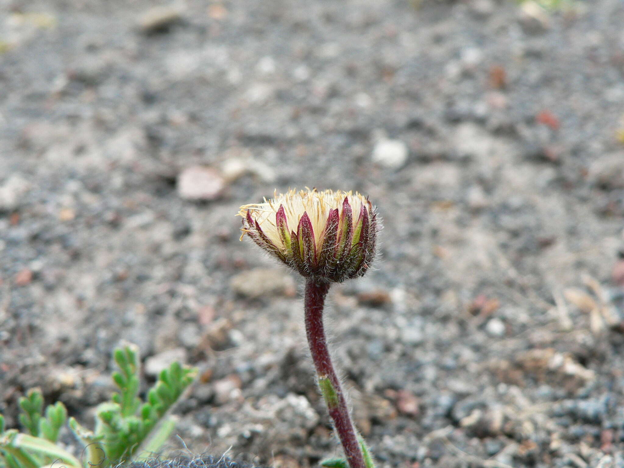 Image of Erigeron cardaminifolius (Kunth) Wedd.