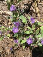 Image of low phacelia