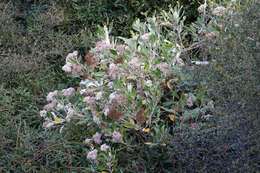 Image de Olearia avicenniifolia (Raoul) Hook. fil.