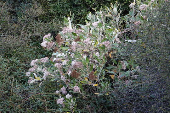 Image of Olearia avicenniifolia (Raoul) Hook. fil.