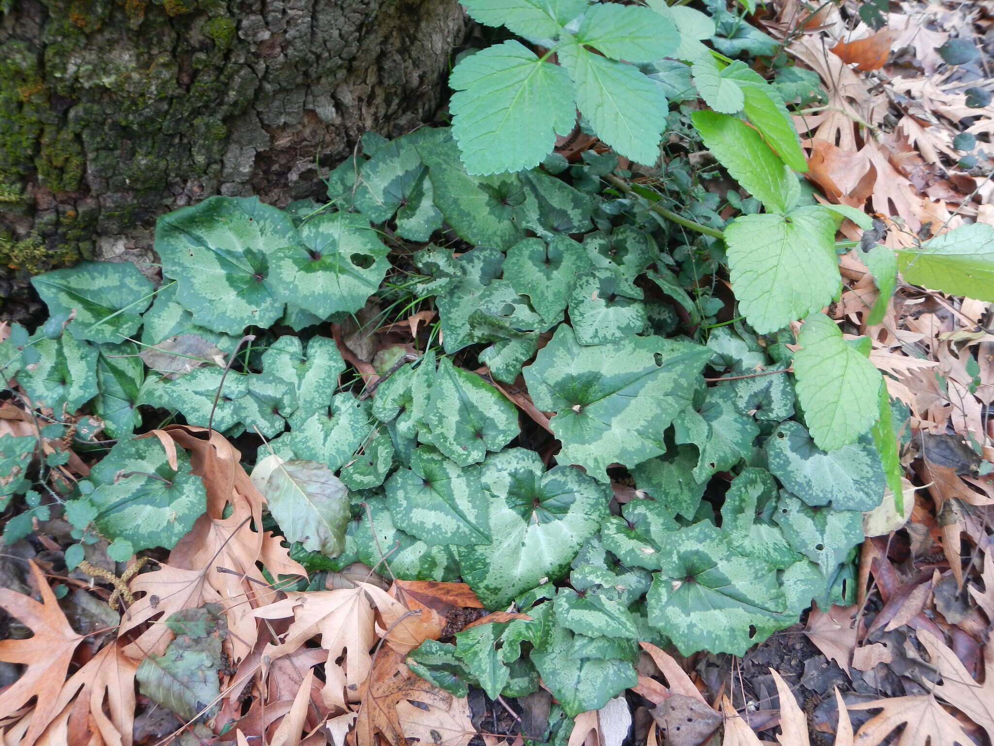 Image of Cyclamen cyprium Ky.