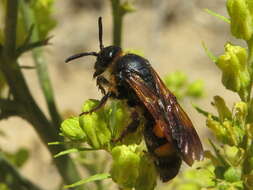 Image of Scolia hortorum Fabricius 1787