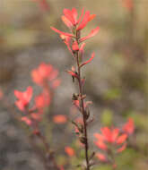 Слика од Castilleja integrifolia L. fil.