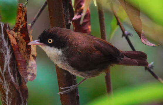 Слика од Dumetia atriceps (Jerdon 1839)