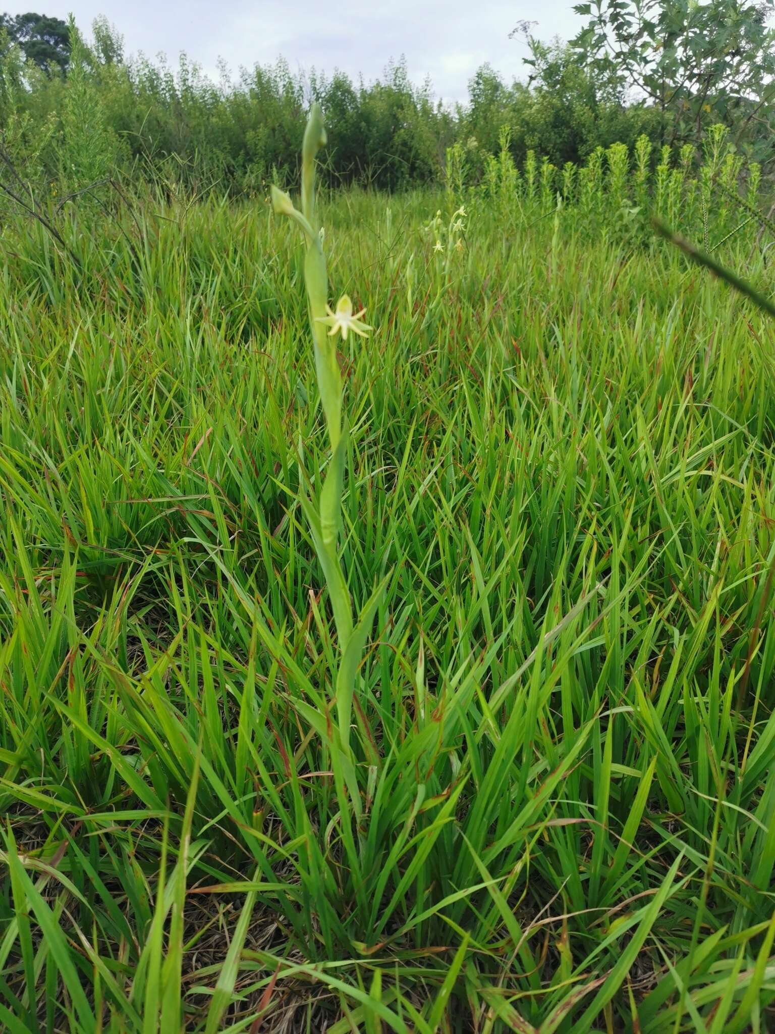 Image of Habenaria trifida Kunth