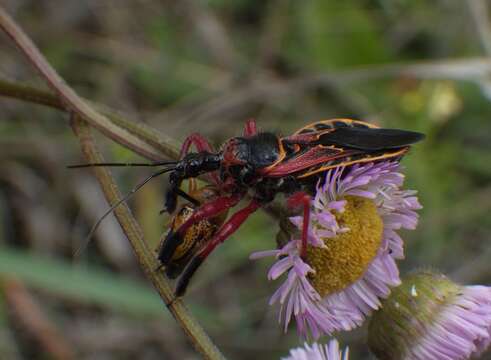 Image of Apiomerus floridensis Berniker & Szerlip ex Berniker et al. 2011