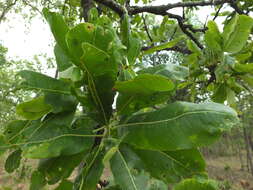Image of Buchanania axillaris (Desr.) T. P. Ramamoorthy