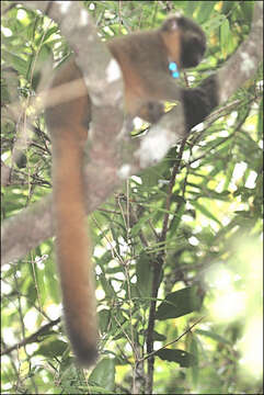 Image of golden bamboo lemur