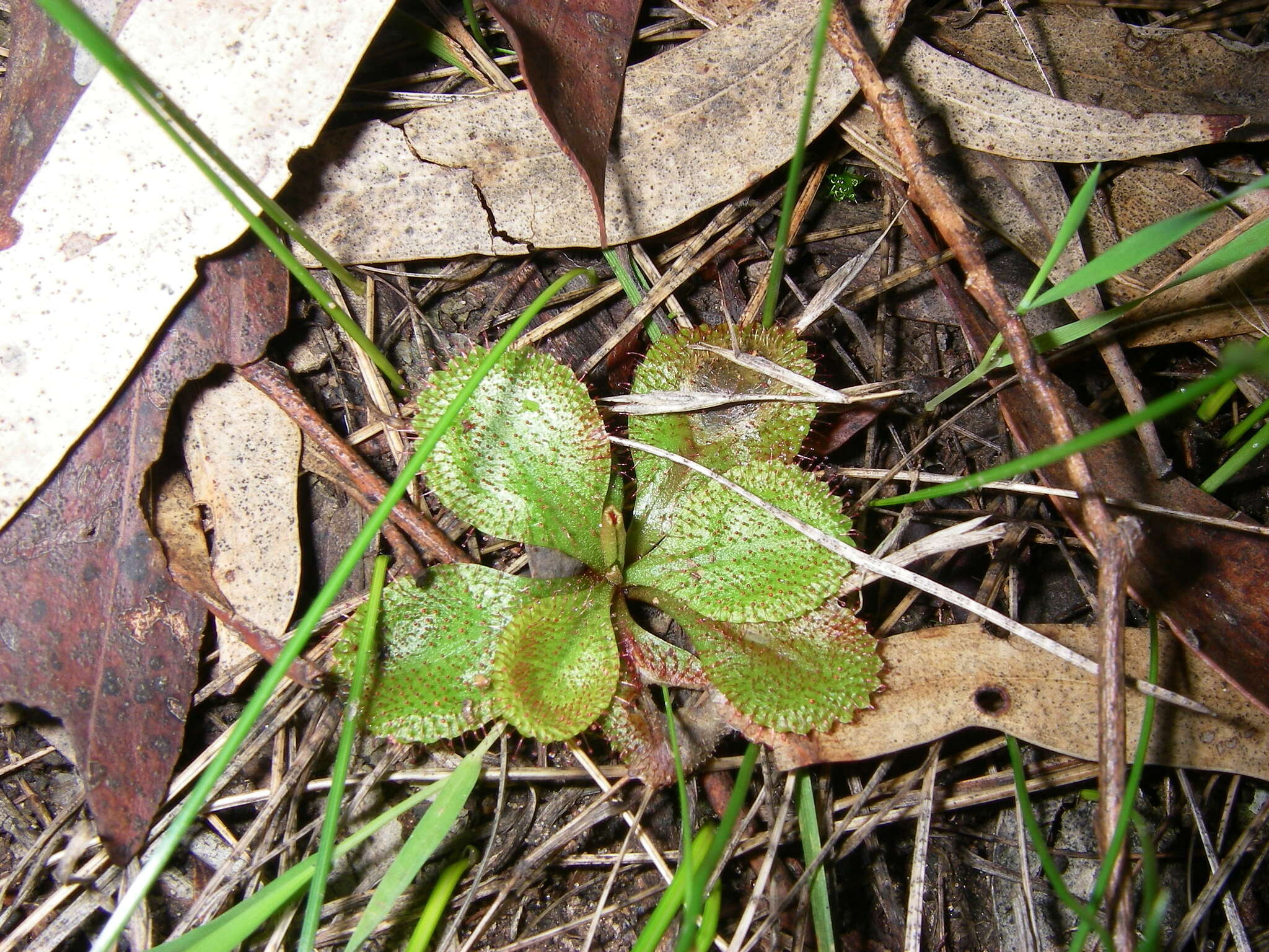 Image of Drosera praefolia Tepper