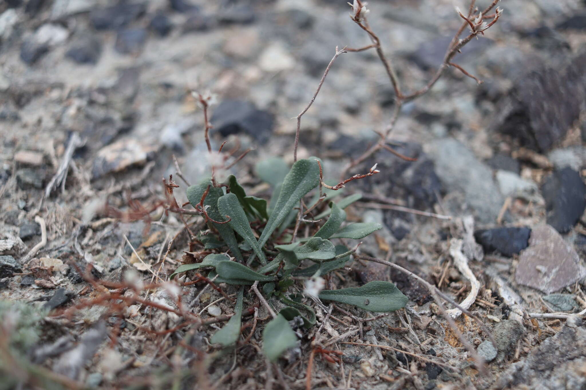 Image de Limonium michelsonii Lincz.