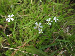 Image of Atocion rupestre (L.) Oxelman