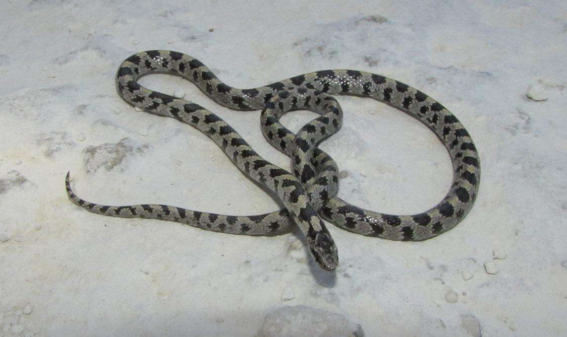 Lampropeltis extenuata (Brown 1890)的圖片