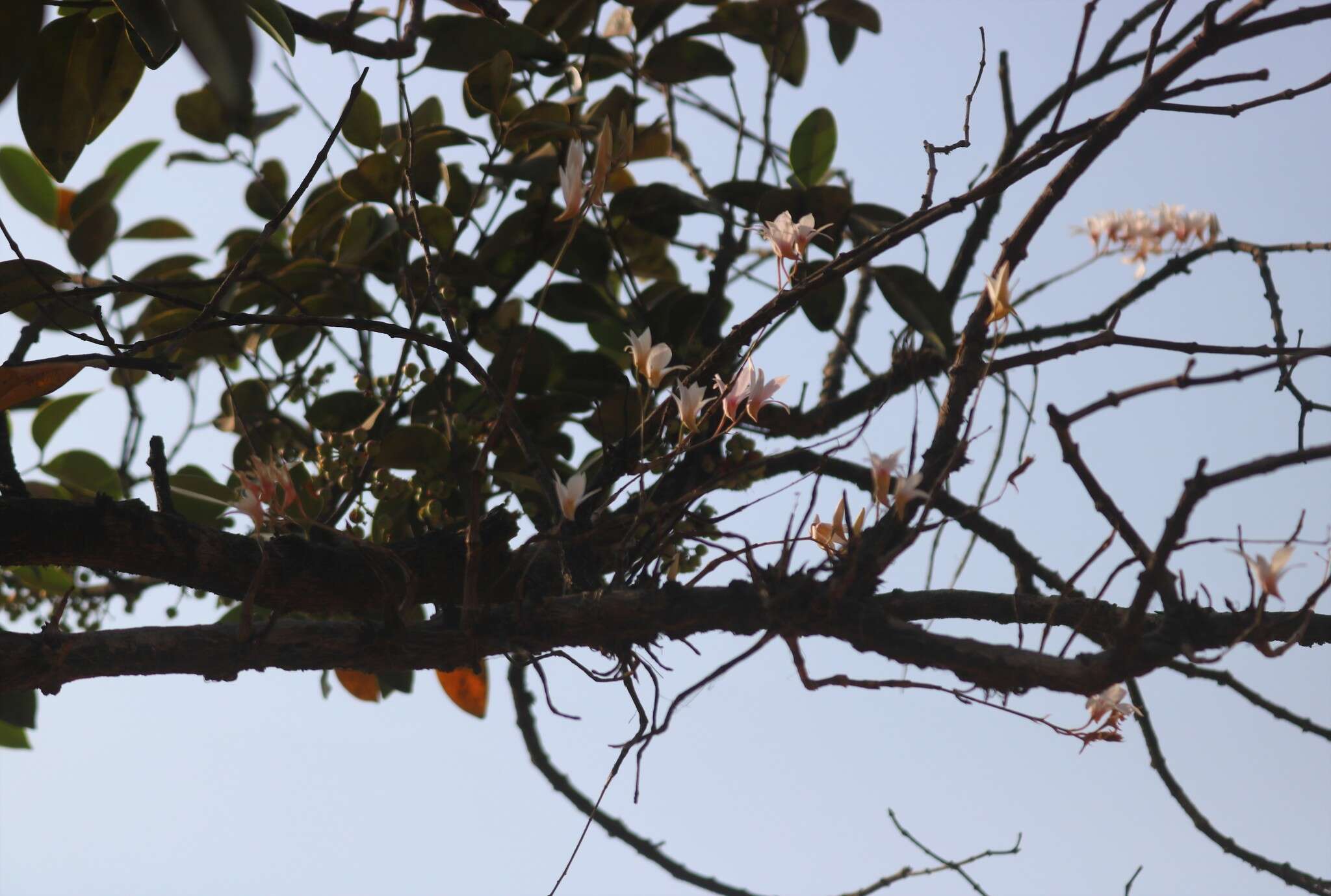 Image of Dendrobium barbatulum Lindl.