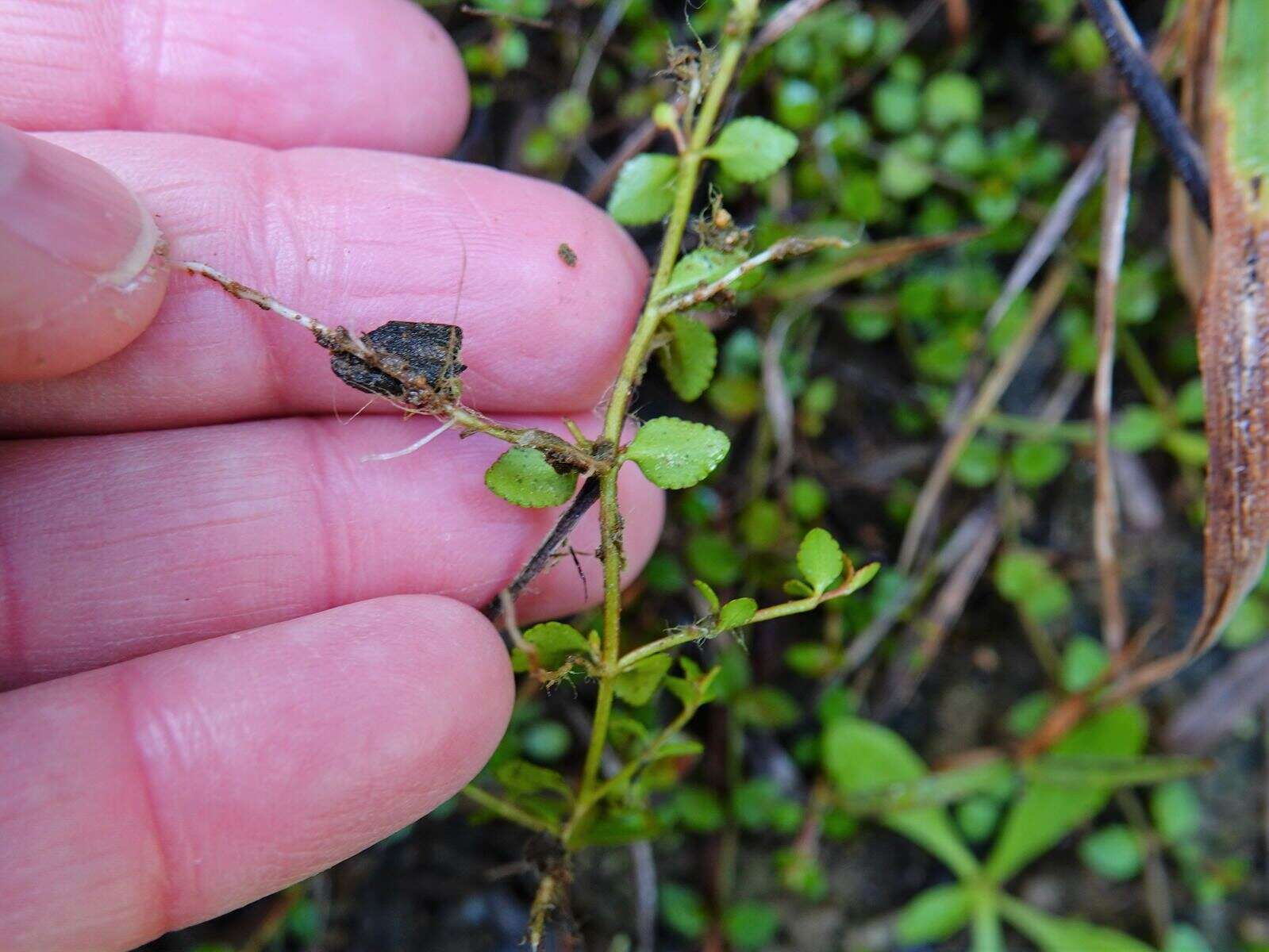 Image of Gonocarpus micranthus Thunb.