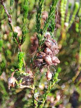 Imagem de Erica margaritacea