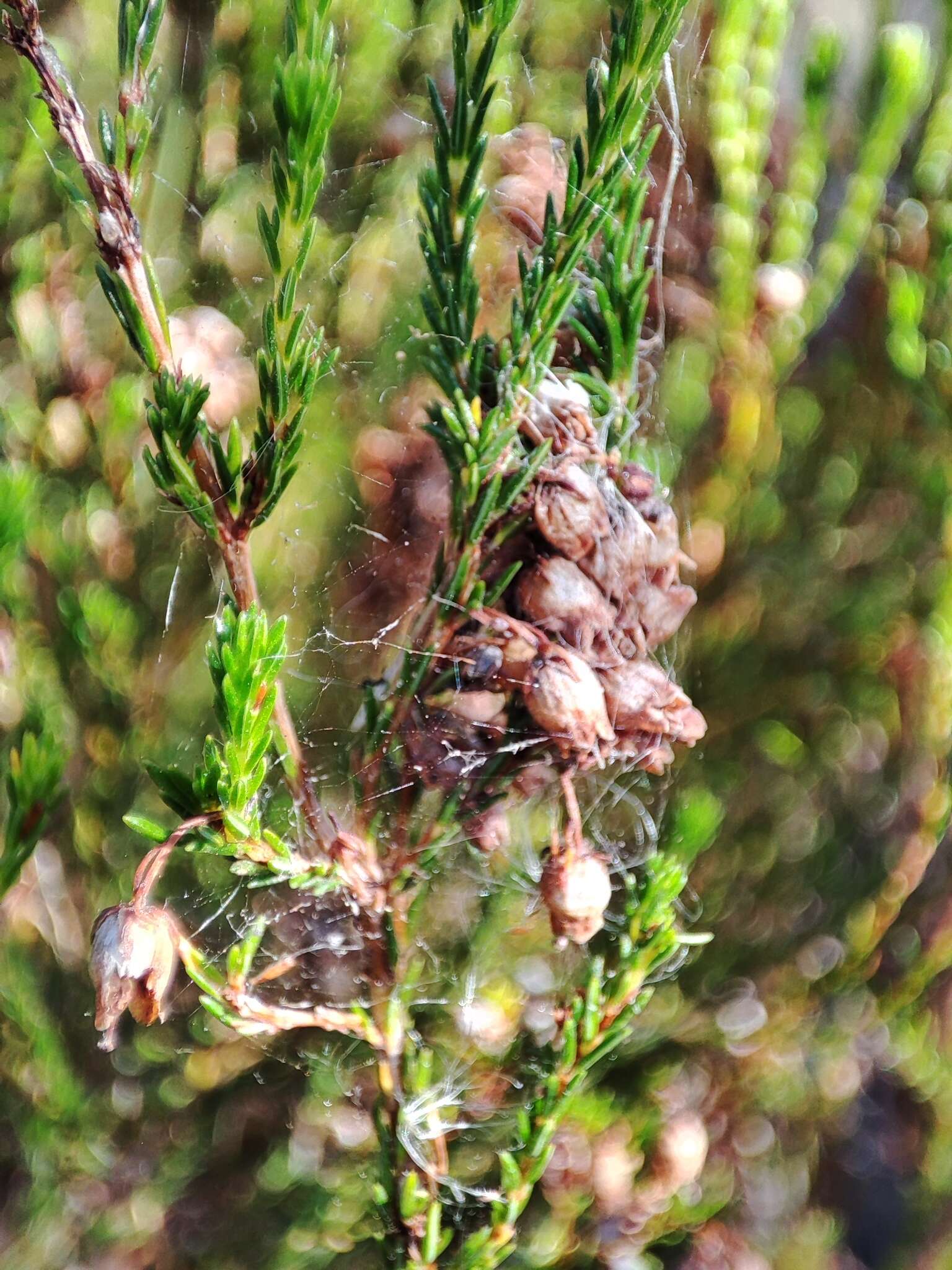 Imagem de Erica margaritacea