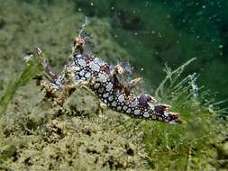 Image of Swimming nudibranch