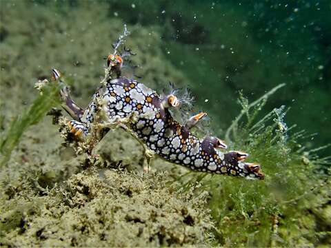 Image of Swimming nudibranch