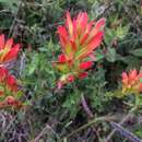 Слика од Castilleja auriculata var. verecunda G. L. Nesom