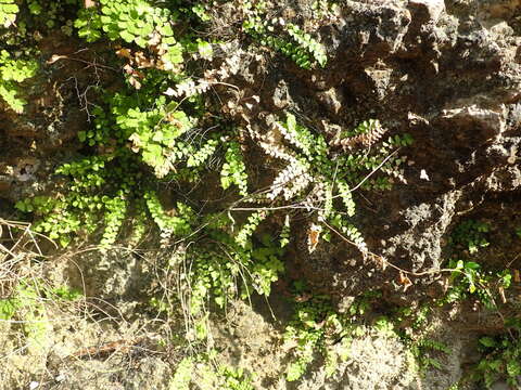 Image of Adiantum deltoideum Sw.