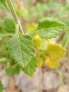 Image of yellow germander