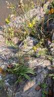 Image of Solidago simplex var. racemosa (E. Greene) G. S. Ringius