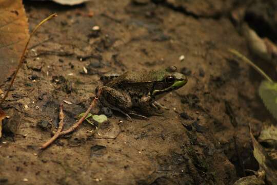 Image of Green Frog