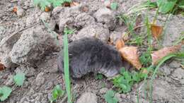 Image of Altai Mole