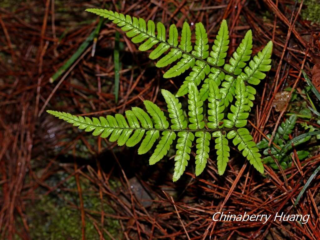 Imagem de Dryopteris lepidopoda Hayata