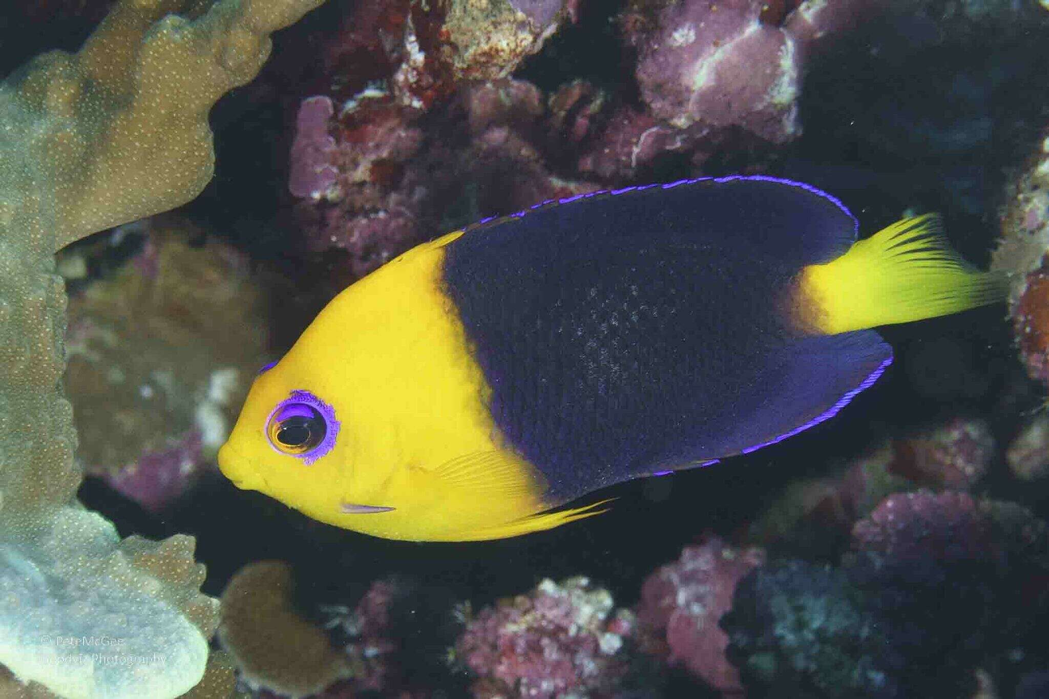 Image of Cocos angelfish