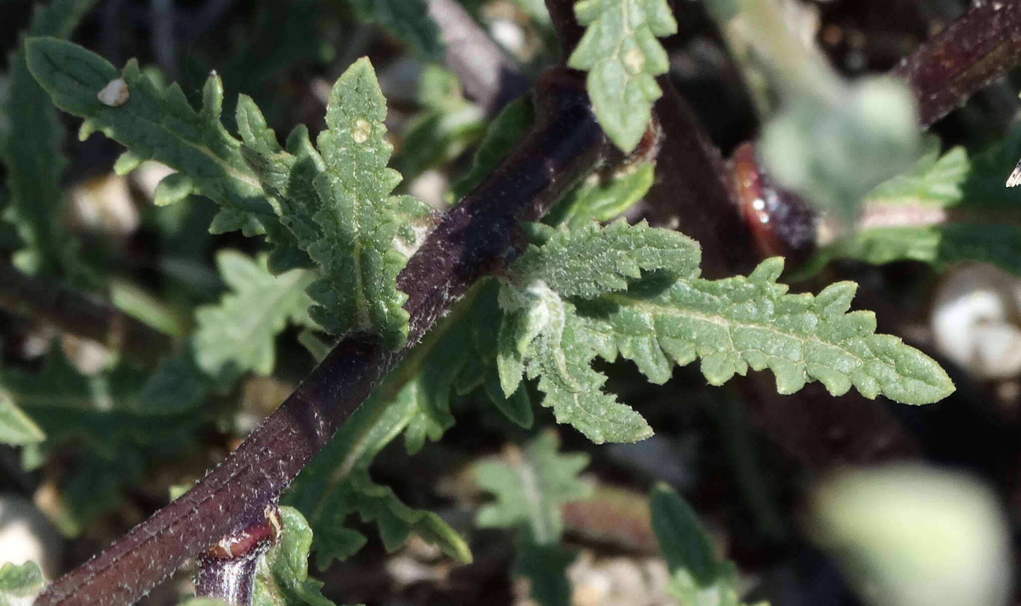 Image of Verbascum pinnatifidum Vahl