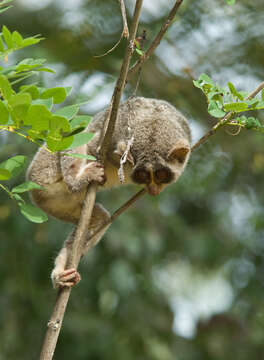 Image of slender loris