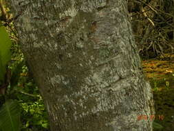 Image of Tabebuia cassinoides (Lam.) DC.