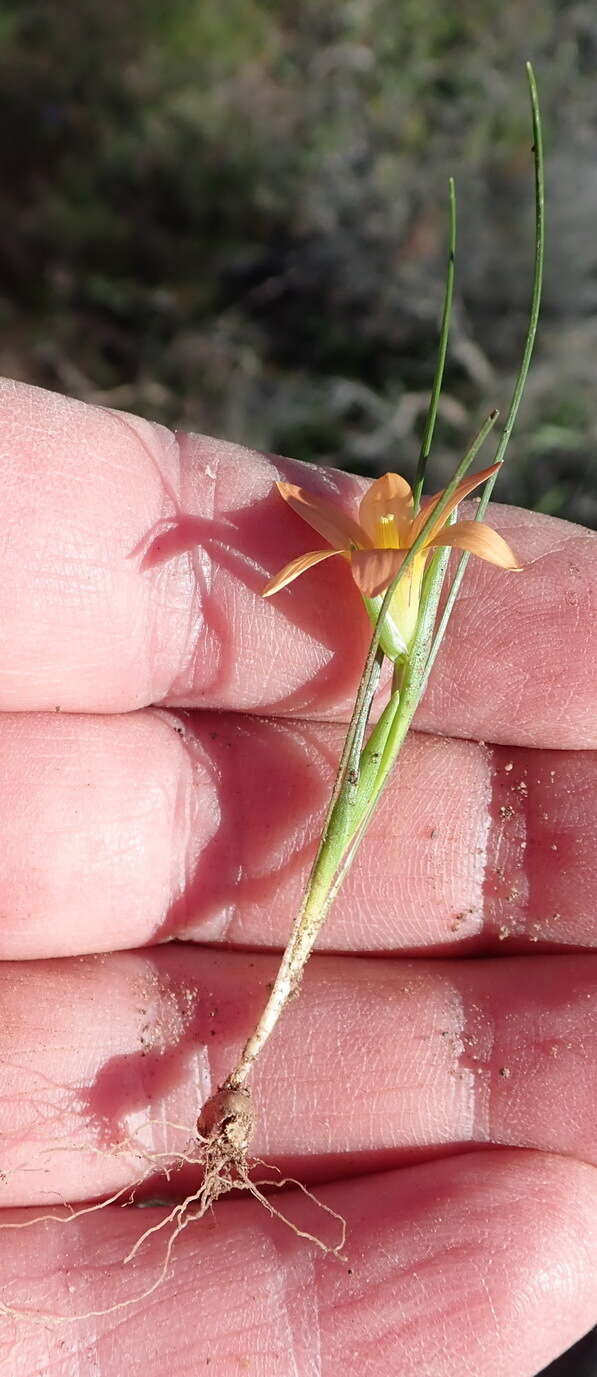 Image of Romulea setifolia var. setifolia