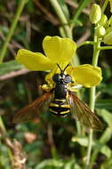 Image de Chrysotoxum vernale Loew 1841