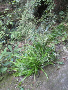 صورة Stenanthium diffusum Wofford