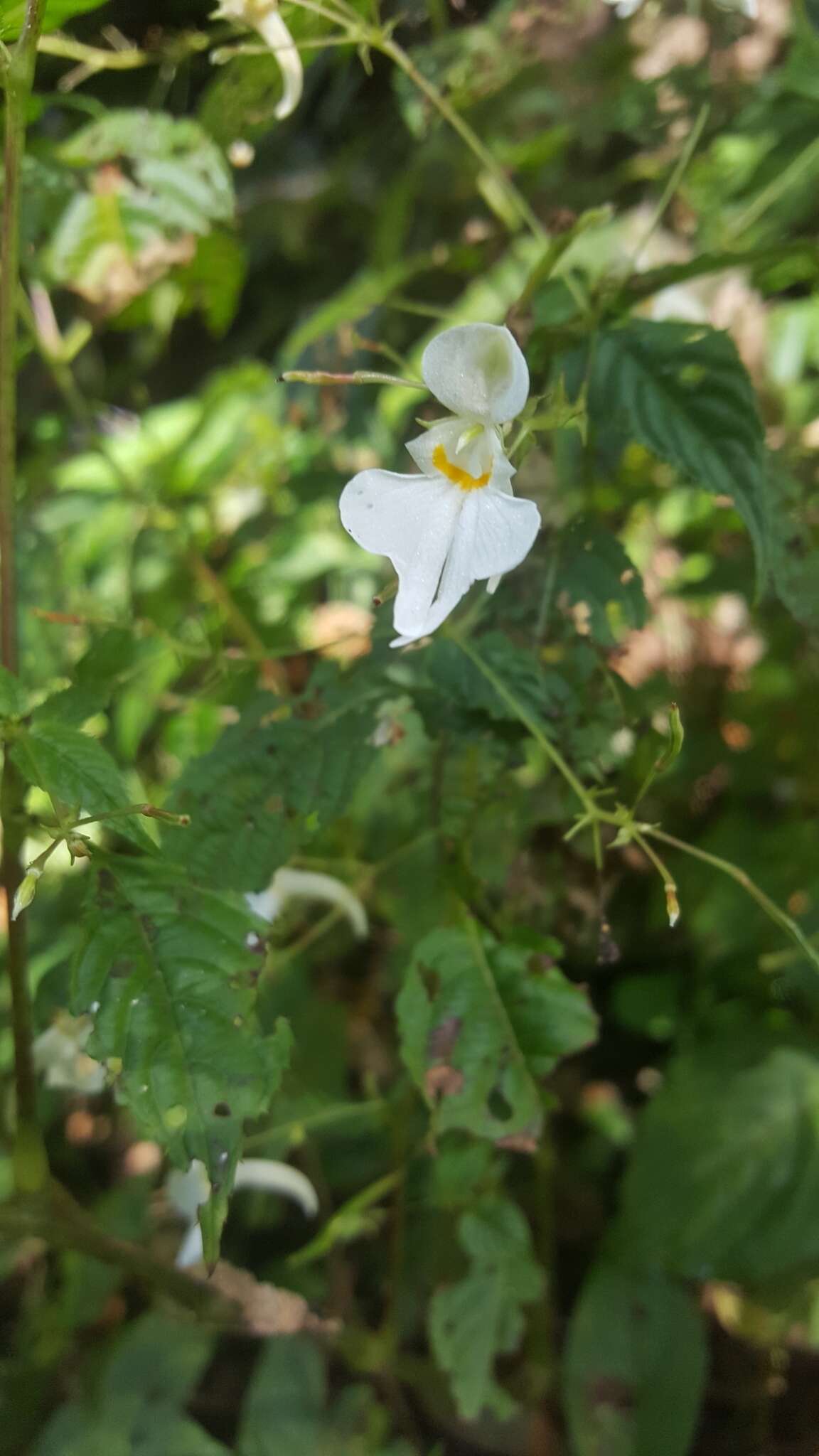 Image of Impatiens scullyi Hook. fil.