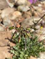 Image of Pelargonium karooescens R. T. F. Clifton