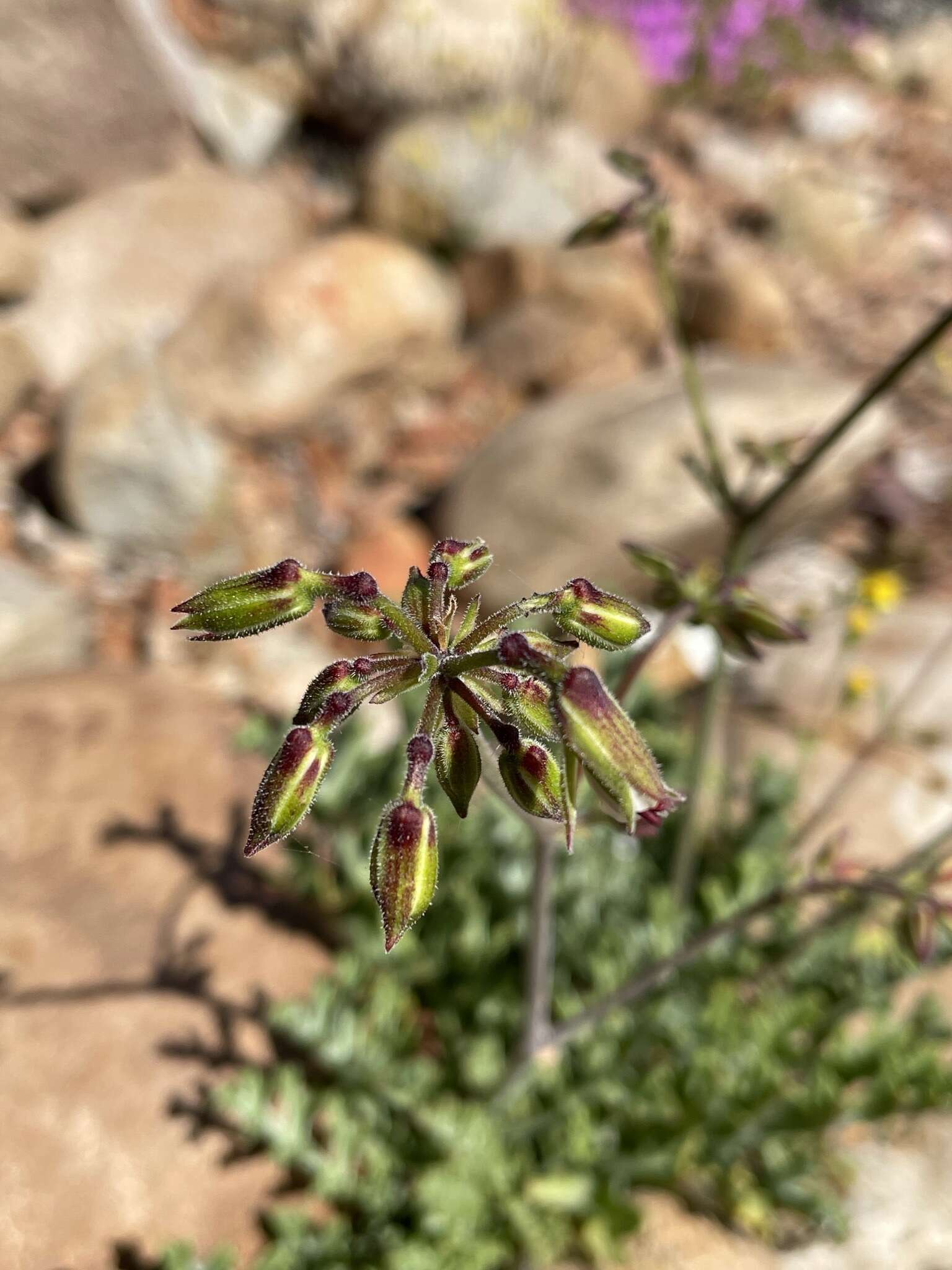 Image of Pelargonium karooescens R. T. F. Clifton