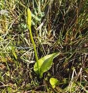 Imagem de Ophioglossum crotalophoroides Walter