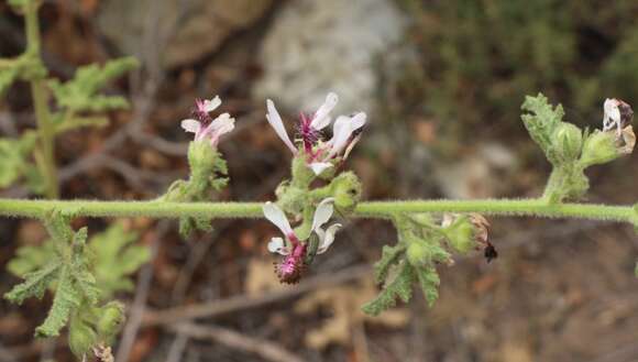 Image of Anisodontea reflexa (Wendl.) D. M. Bates