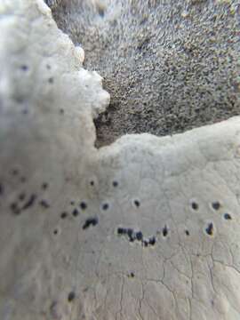 Image of rim lichen