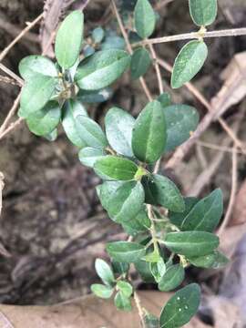 Atalantia buxifolia (Poir.) Oliv. resmi