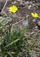 Image de Potentilla vulcanicola Juz.