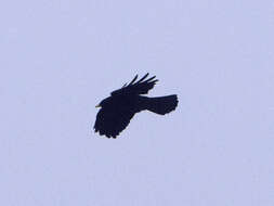 Image of Alpine Chough